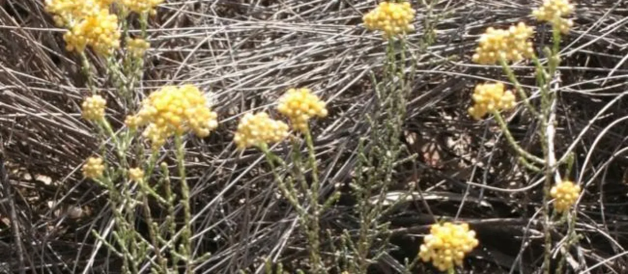 Ozothamnus diotophyllus