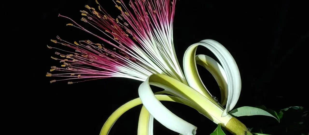 Pachira macrocarpa