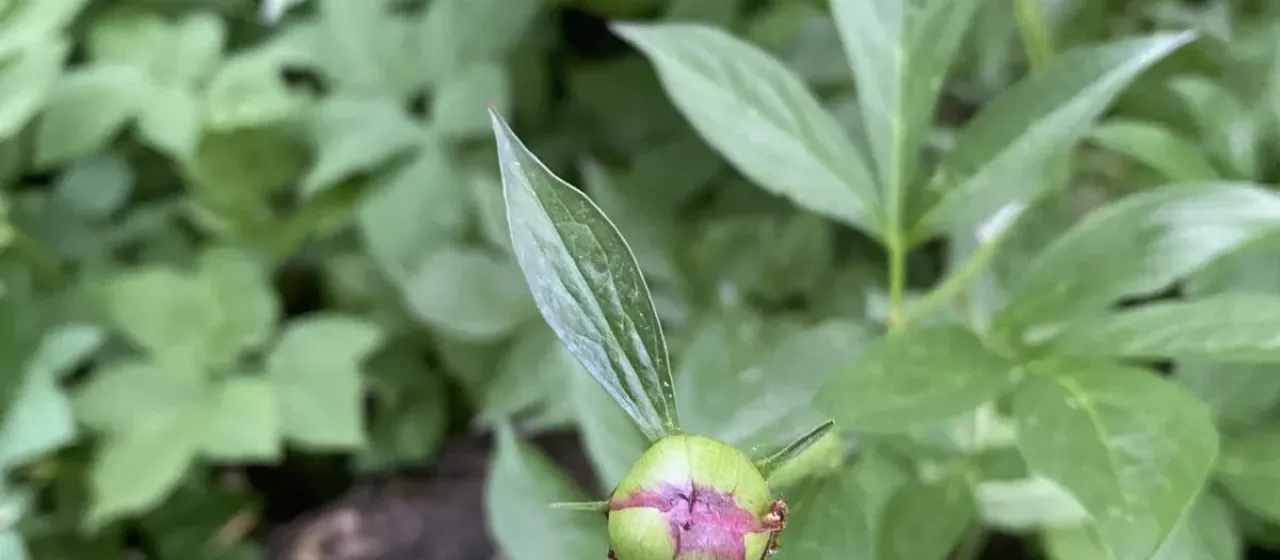 Chinese peony