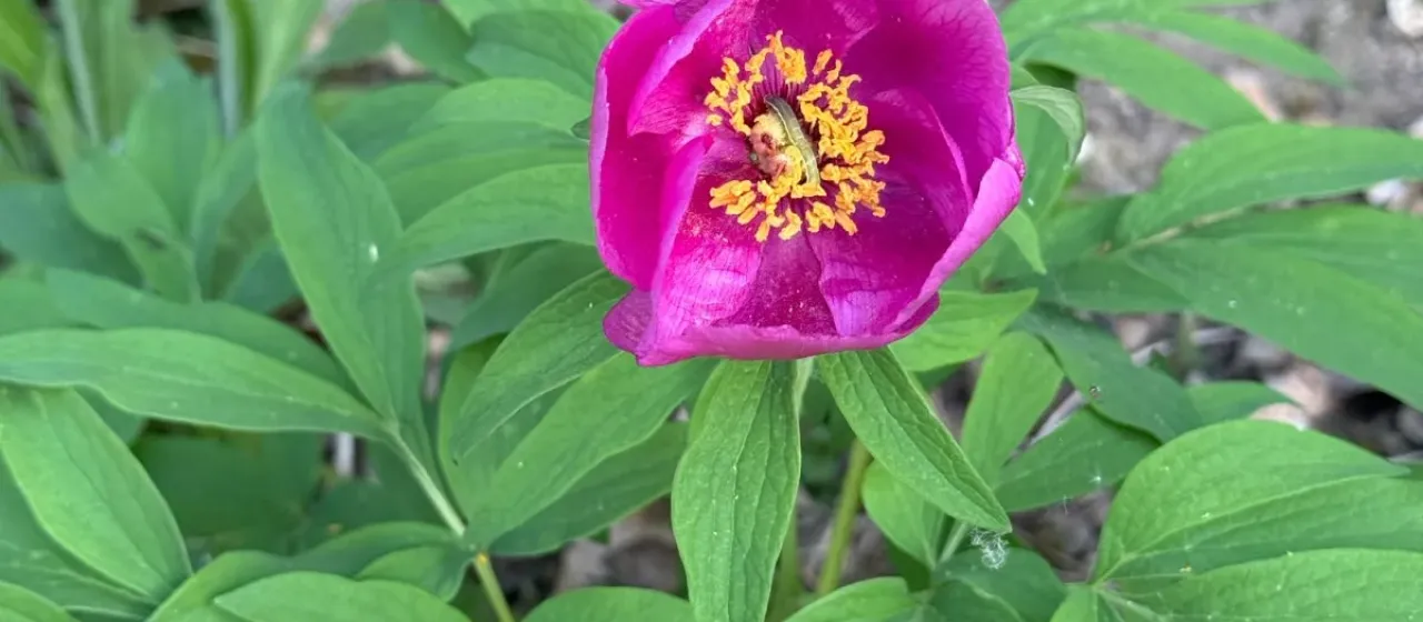 Common peony