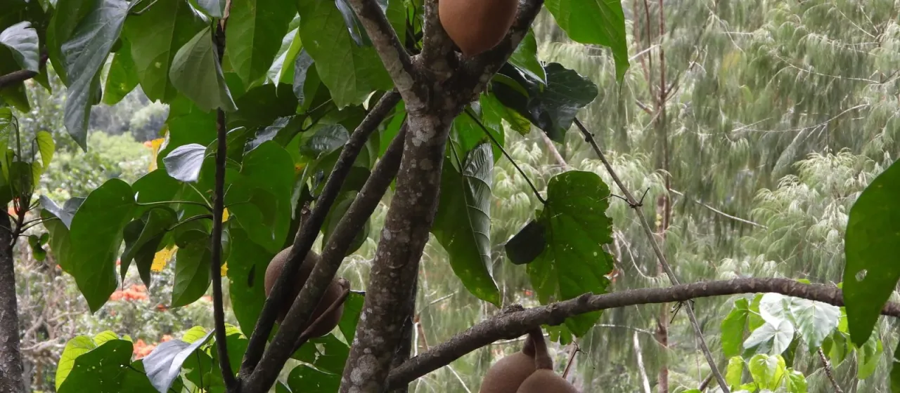 Pangium edule