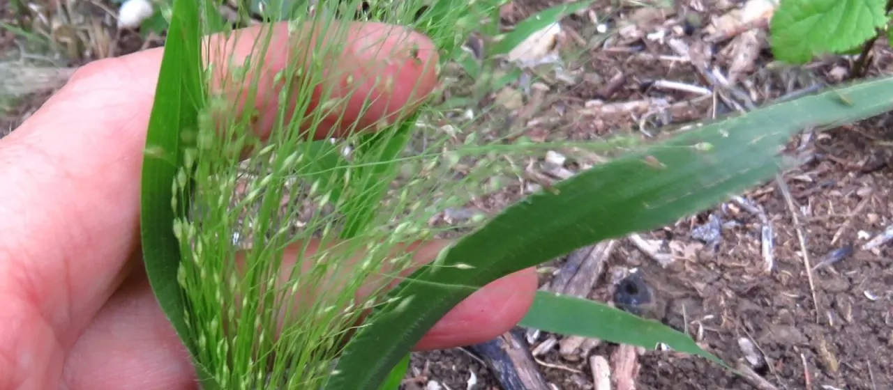 Witchgrass