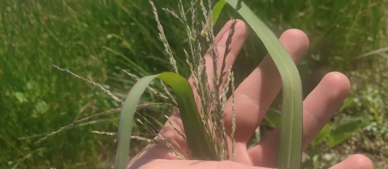 Fall panicgrass