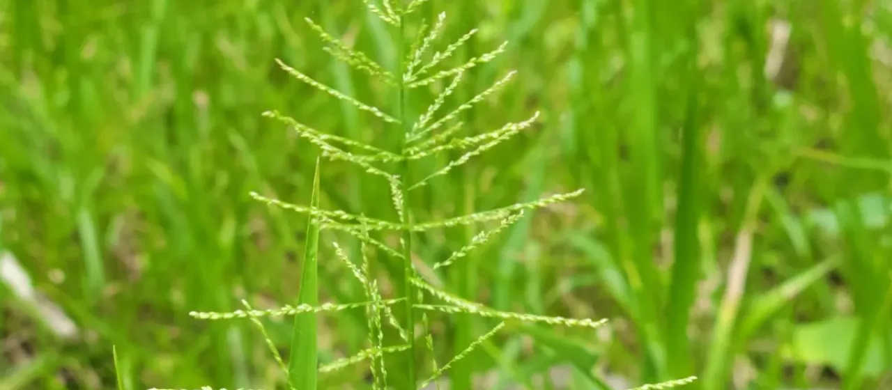 Panicum laxum
