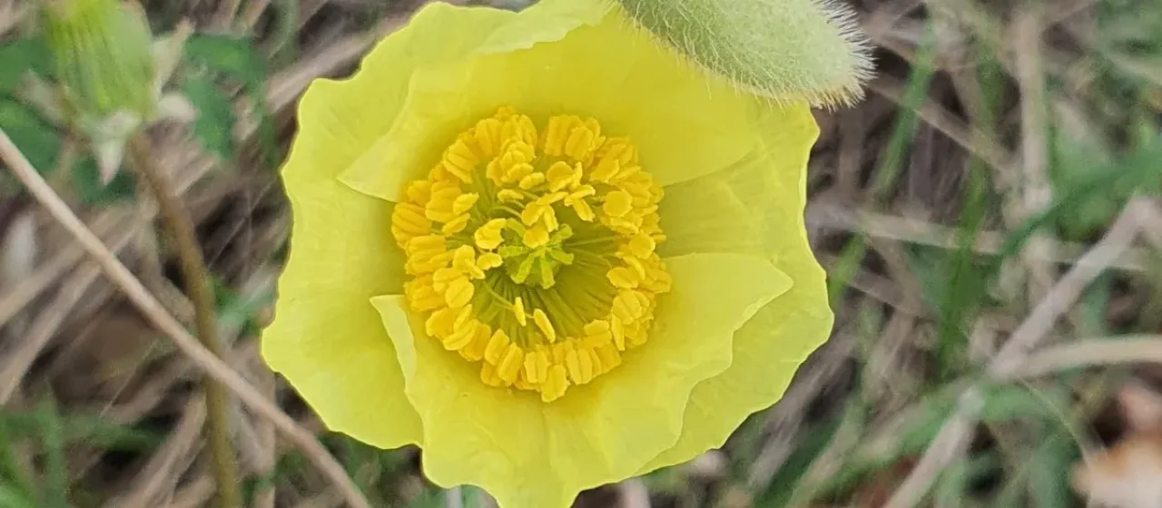 Iceland poppy