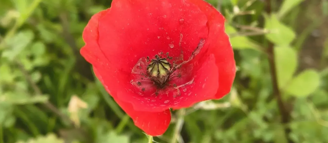 Common poppy