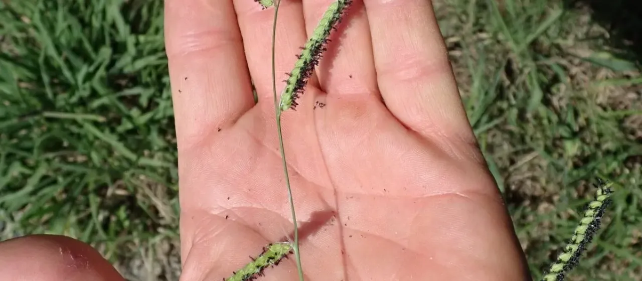 Dallisgrass