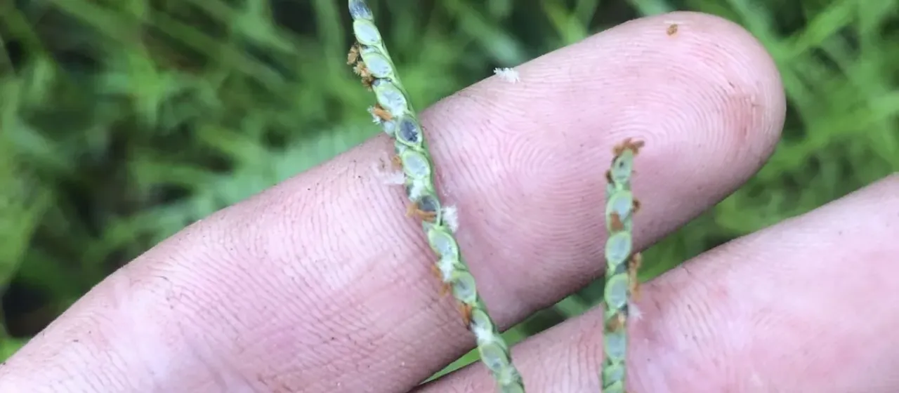 Brunswick grass