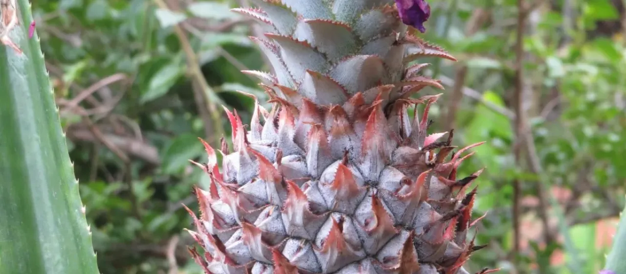 Ananas lucidus