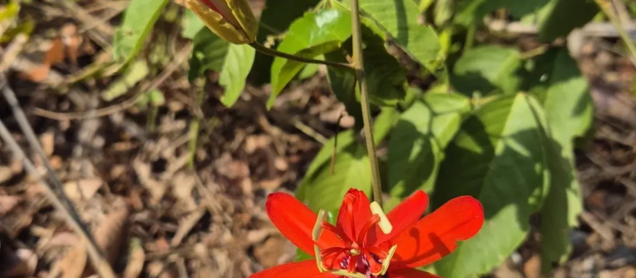 Red passion flower