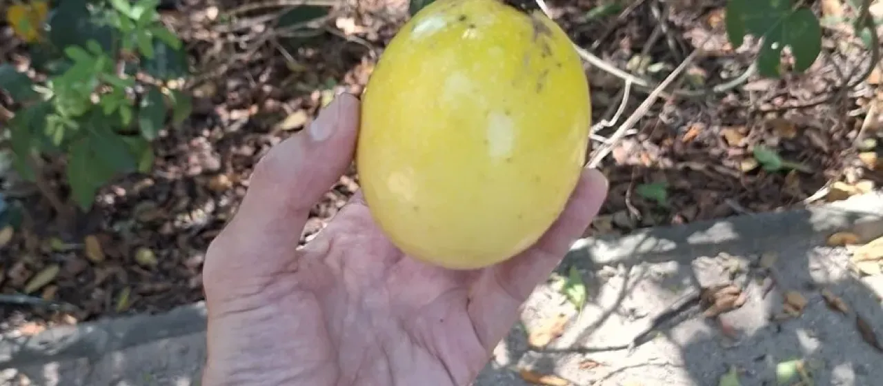 Yellow passion fruit