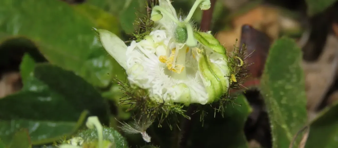 Stinking passionflower