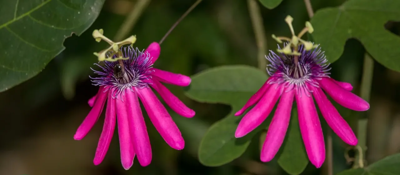 Passiflora kermesina