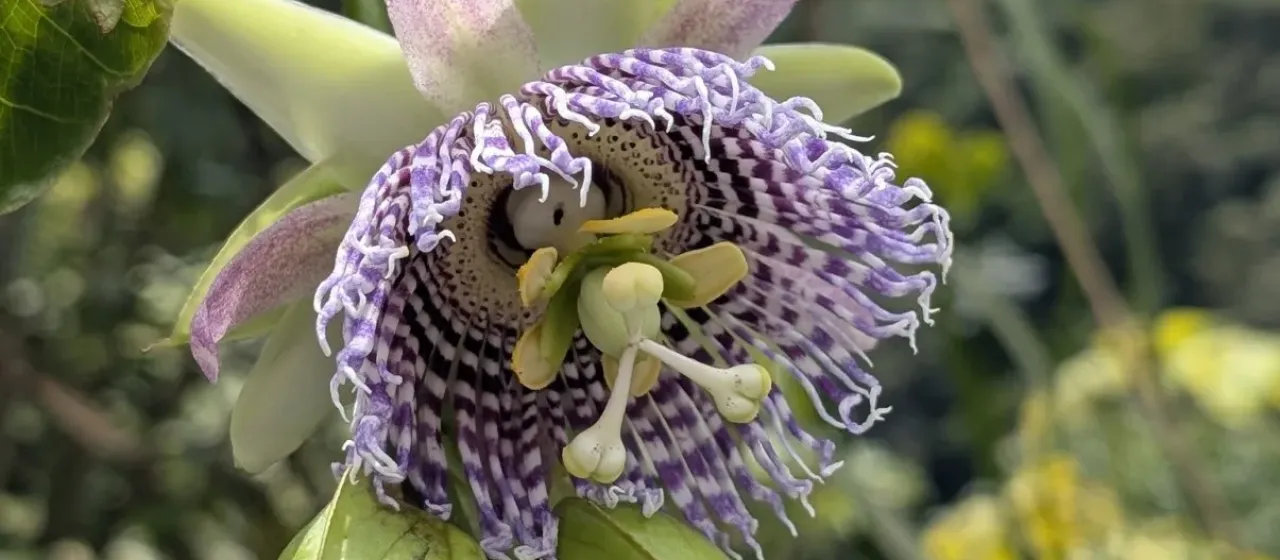 Sweet granadilla