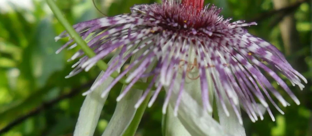 Passiflora miersii
