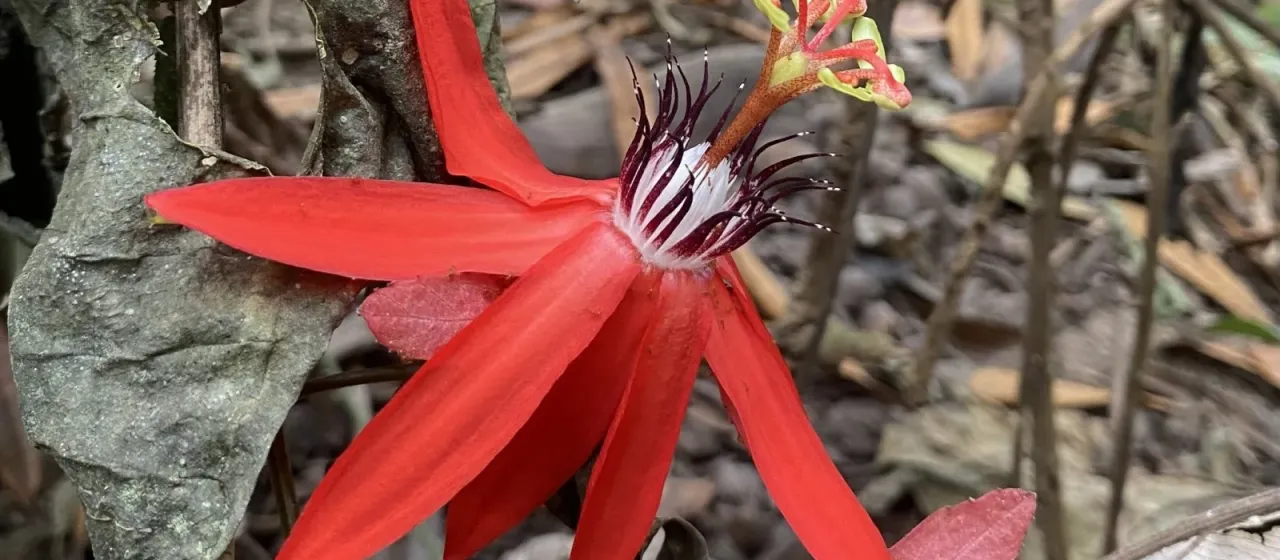 Red Passion Flower