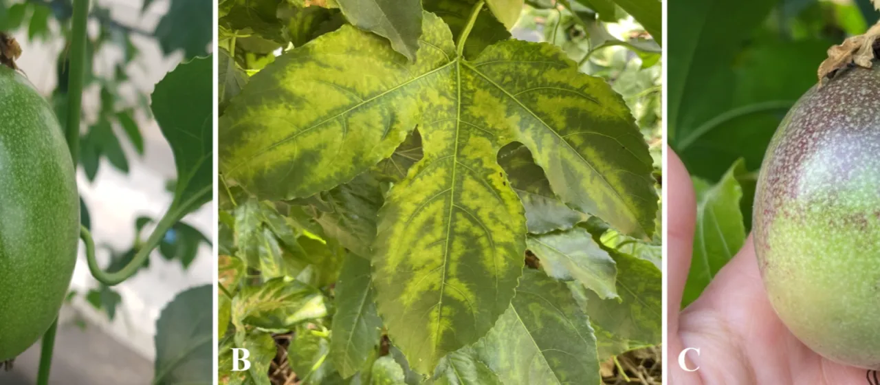 Passiflora latent virus