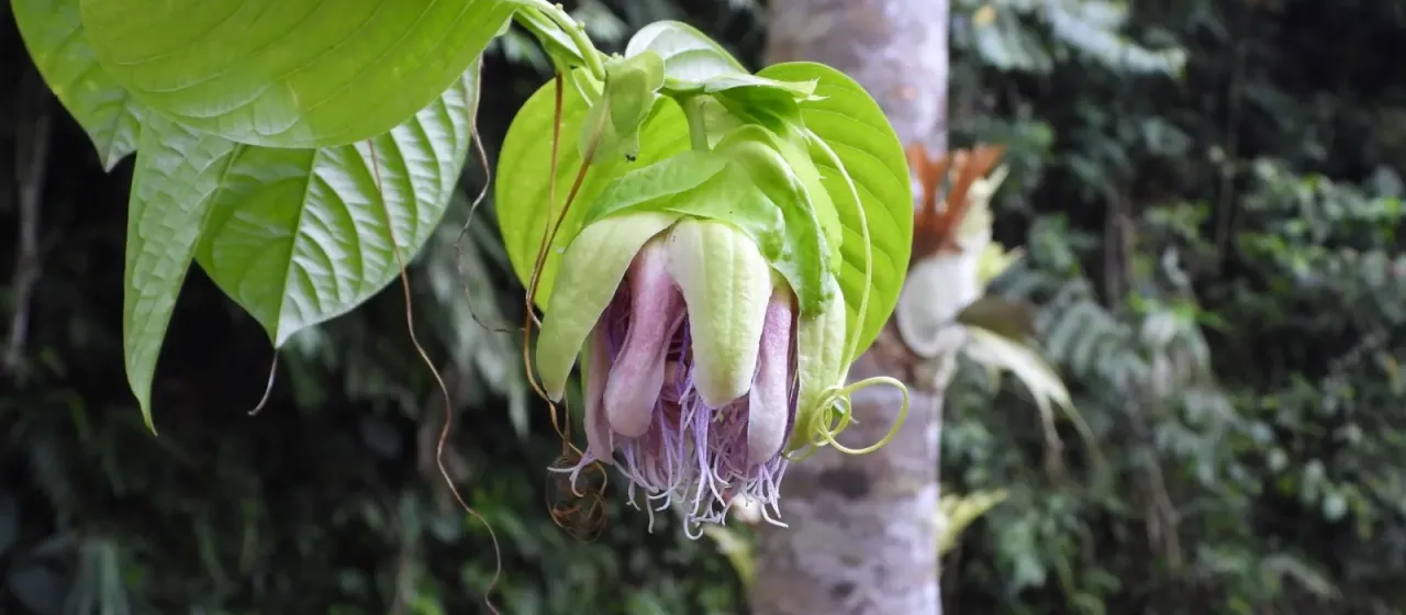 Giant granadilla