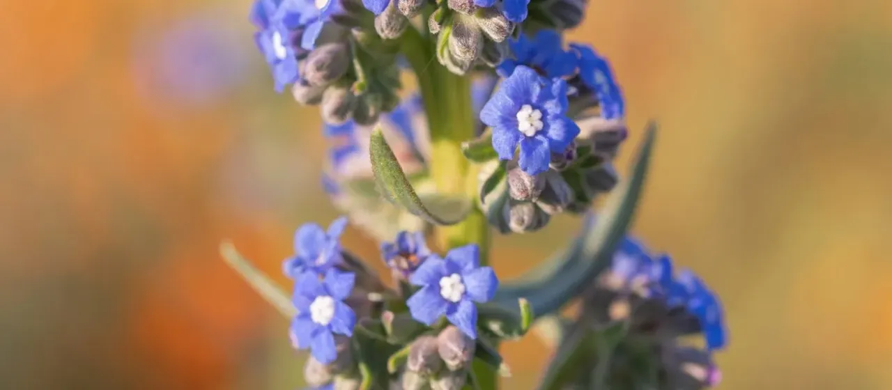 Cape alkanet