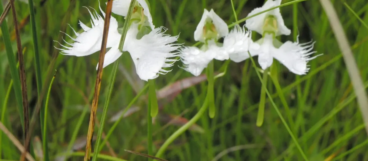 White Egret Orchid