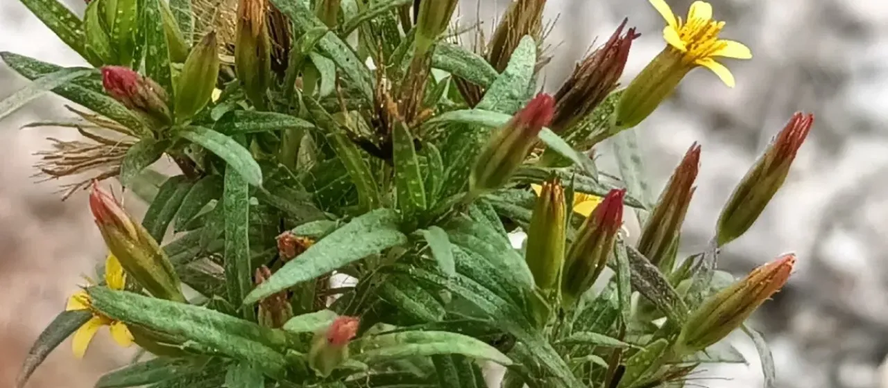 Pectis elongata
