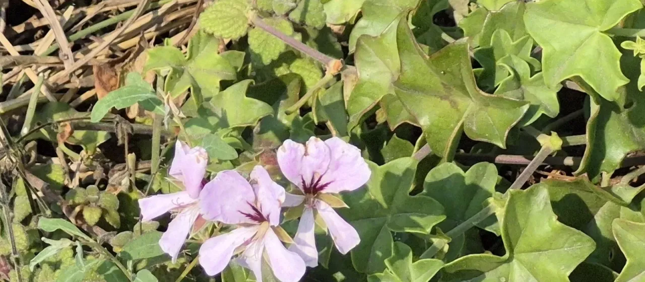 Ivy-leaved pelargonium