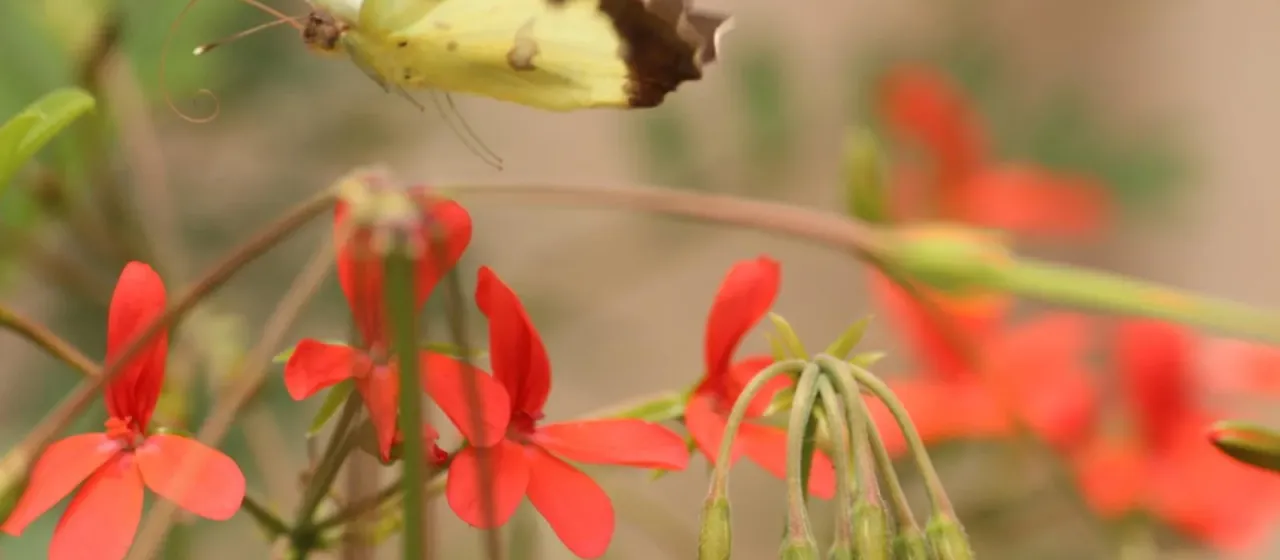 Tonga pelargonium
