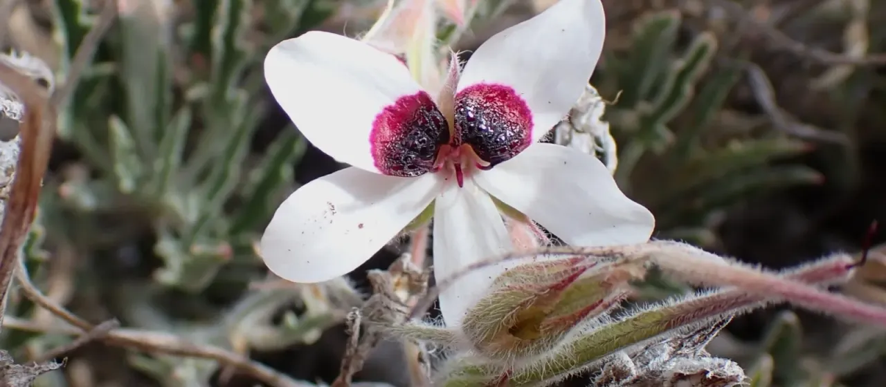 Tricolor pelargonium