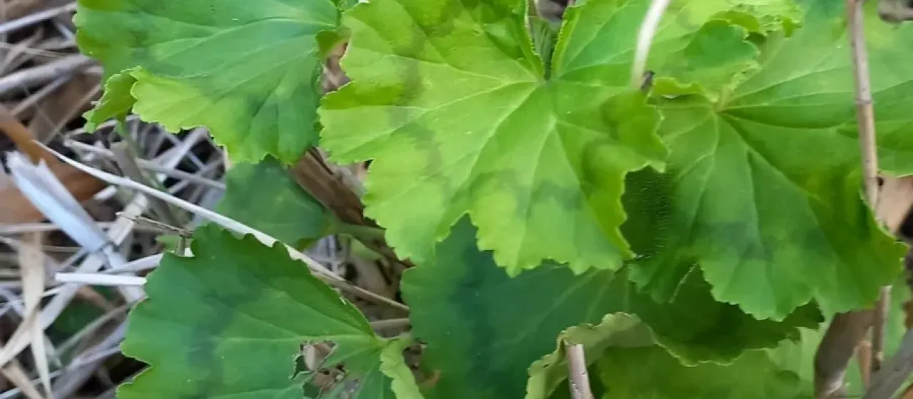 Pelargonium zonale