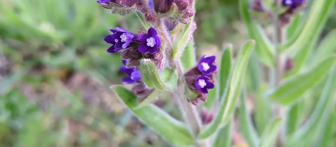 Common bugloss