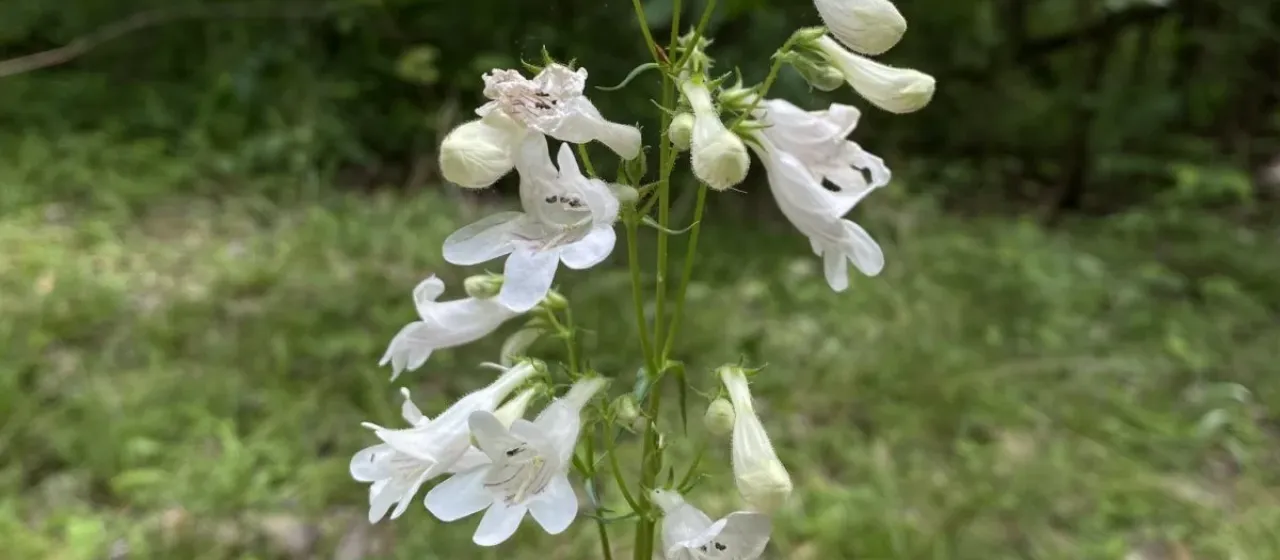 Penstemon digitalis