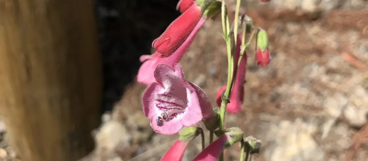 Hartweg's beardtongue