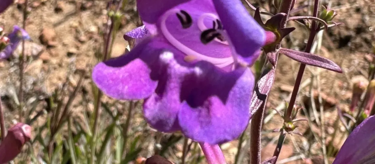 Foothill penstemon
