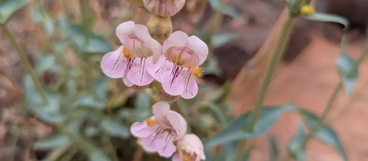 Palmer penstemon