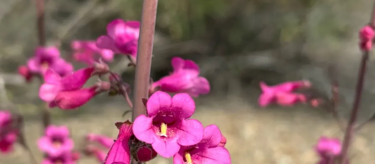 Parry's penstemon