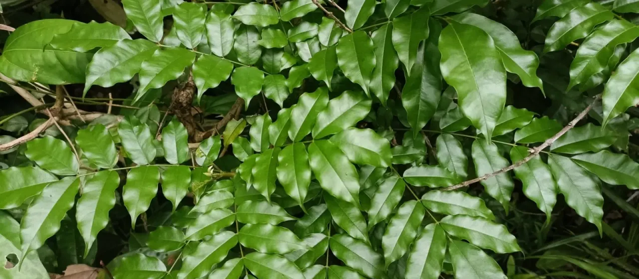 Cabbage bark