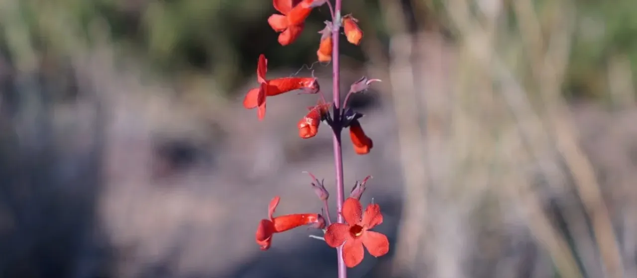 Penstemon superbus