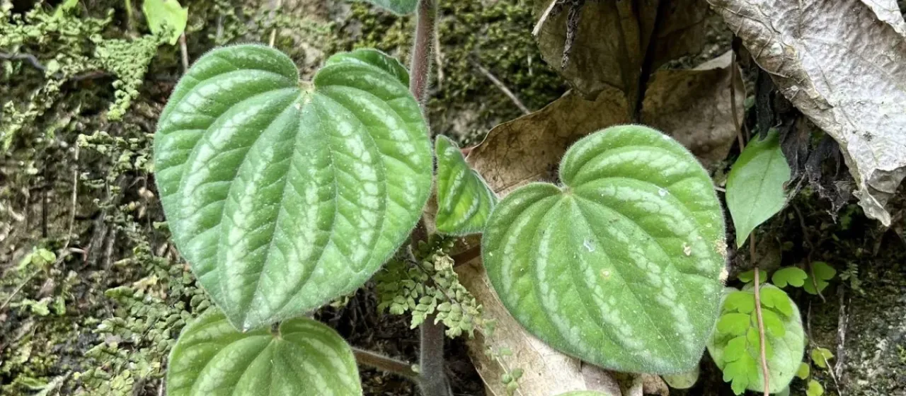 Peperomia albovittata