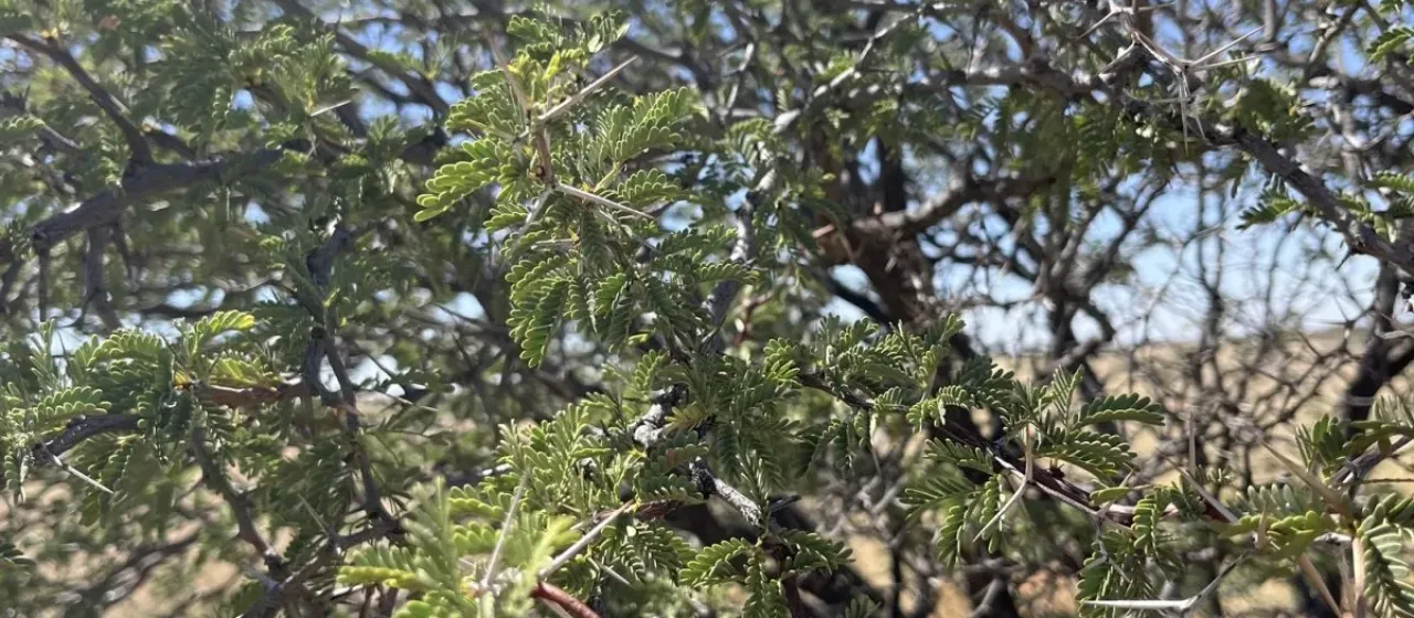 Camel thorn