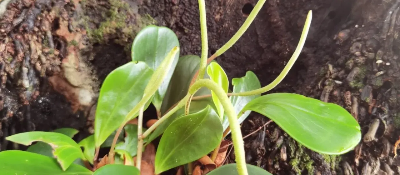 American rubberplant