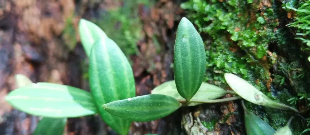 Peperomia quadrangularis x puteolata