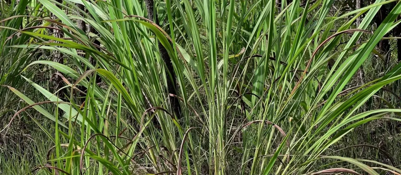 Gamba grass
