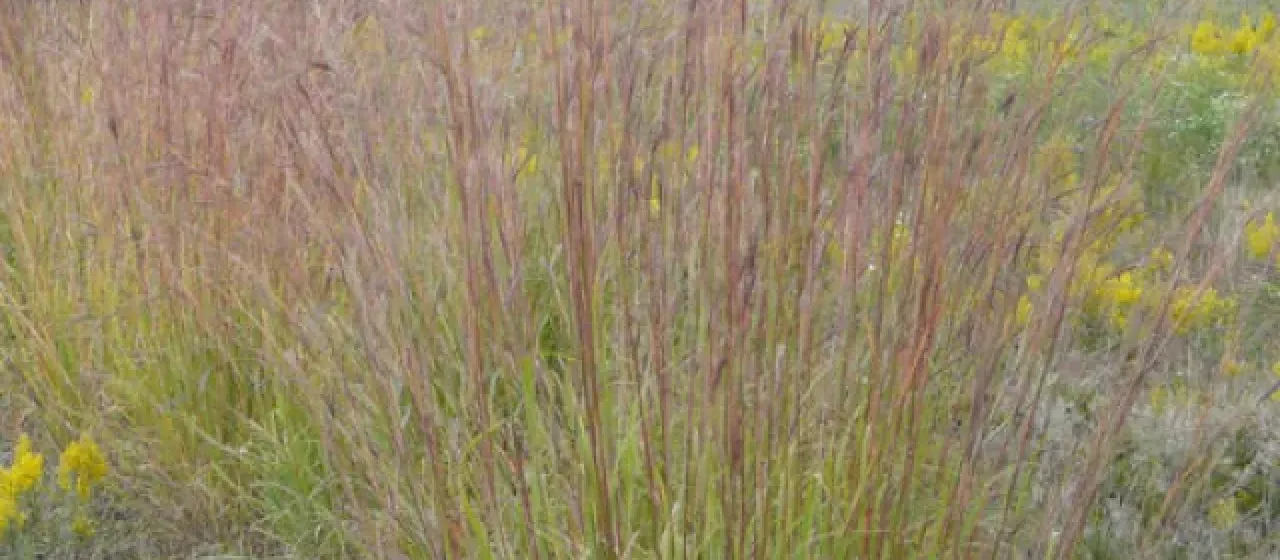 Big Bluestem