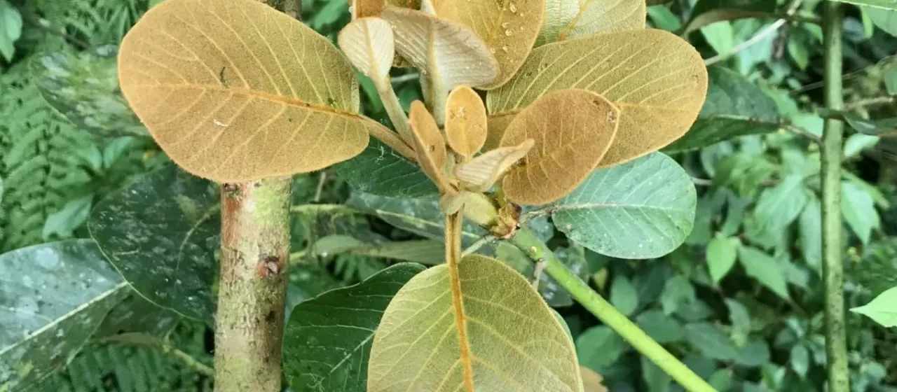 Coyo avocado
