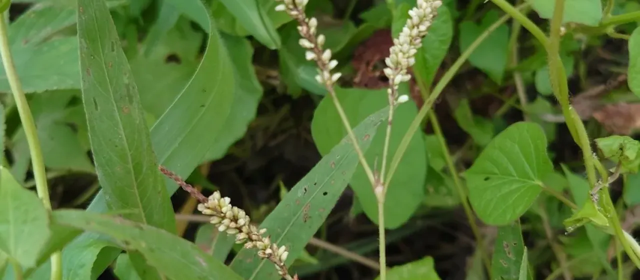 Bearded knotweed
