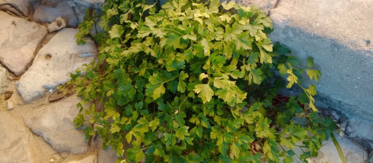 Root parsley