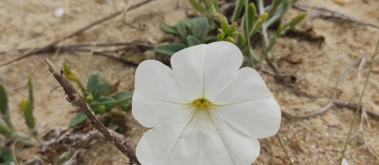 White petunia