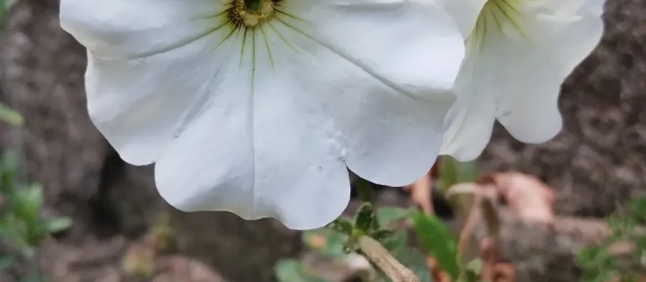 Petunia x hybrida