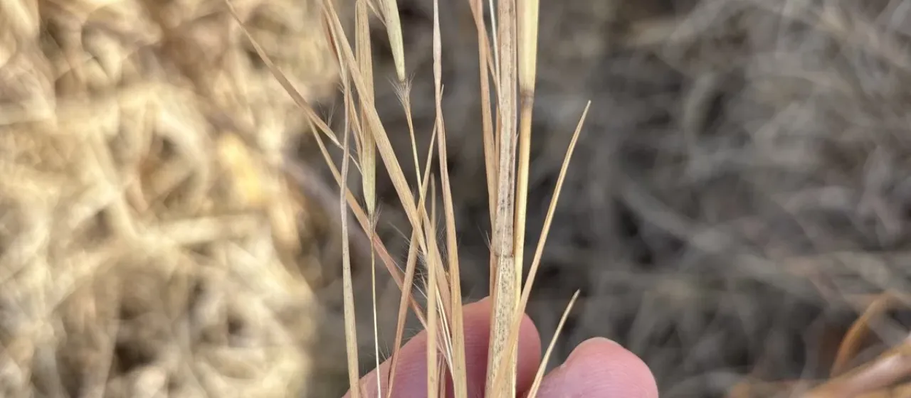 Broomsedge bluestem