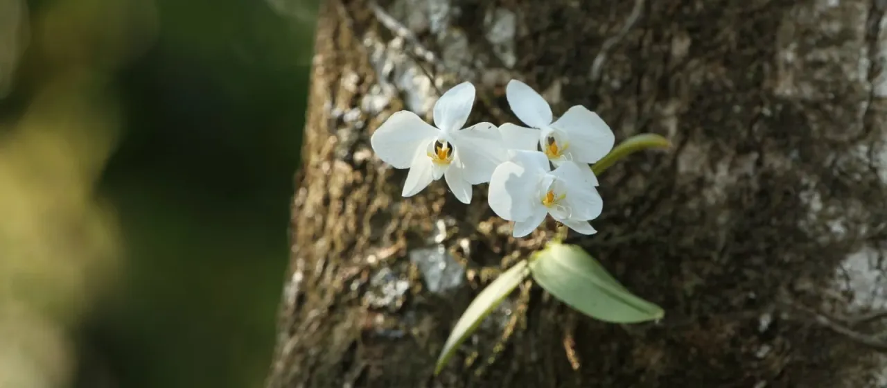 Phalaenopsis amabilis